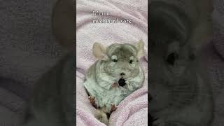 Cute chinchilla eating a rosehip