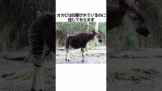 「未確認生物」に関する雑学#shorts