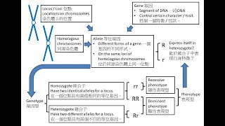 DSE Bio 遺傳概念精讀班+遺傳圖格式 Genetics Concepts Intensive + Formal of Genetic diagram