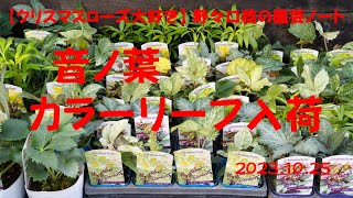 2023.10.25 音ノ葉 カラーリーフ入荷