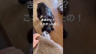 やられた！！！うそでしょ？ほんまに？おでかけから帰ったら。。ジャイアントシュナウザーとミニチュアシュナウザーのお留守番。