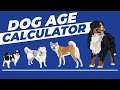 How Old Is Your Dog in Human Years - Not What You Thought