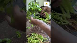 🌿 My secret to keeping Coriander Leaves fresh for WEEKS! - Tips