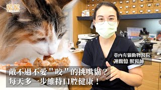 挑嘴貓不愛咬怎麼辦？口腔健康維護很重要！
