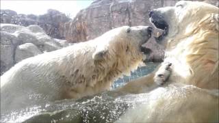 八木山動物公園 ホッキョクグマ カイ \u0026 ポーラ 激じゃれ愛 Polar Bear Kai \u0026 Pola