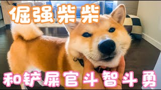 倔强柴柴 和铲屎官每日斗智斗勇 加拿大卡尔加里养狗日常 Stubborn Shiba Inu