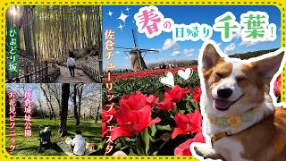 【犬と¥500で春🌸大満喫】佐倉チューリップフェスタ2025・佐倉城址公園ピクニック・ひよどり坂【関東千葉県】