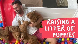 What's It Like Raising a Litter of Goldendoodle Puppies?