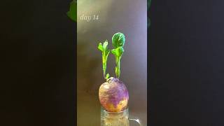 20 days in 10 seconds,  TURNIP in water,  more videos on @seed_lapse