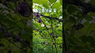 으름덩굴. 조선바나나(열매) 꼭 먹어보고 싶습니다~!