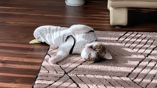 陽だまりでゴロンゴロンする猫と、こたつの上で控えめふみふみ猫