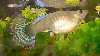 GUPPY FISH GIVING BIRTH  |  孔雀鱼 生产宝宝