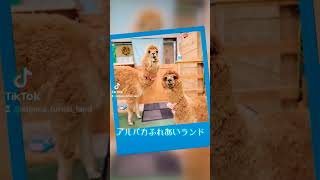 東京神楽坂で癒しのアルパカとふれあえる！#アルパカ  #ふれあい #動物 #癒し #alpaca #animals #神楽坂 #飯田橋 #新宿 #東京 d#オープン #デートスポット し #穴場