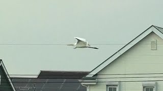 シラサギの優雅な低空飛行～チュウサギ～Intermediate egret