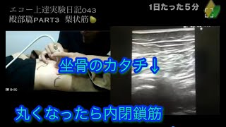 1日たった5分！エコー上達実験日記043　【エコー上達への道】どうやって勉強していったらいいの？【殿部篇PART３　梨状筋〜坐骨神経と下殿動脈の拍動〜上双子筋】　#内閉鎖筋　#坐骨神経痛