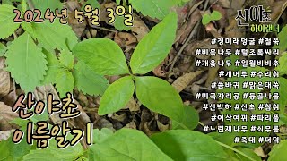 산야초 이름알기 20240503 #산야초하이랜더