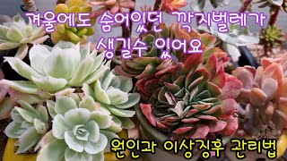 겨울 다육이 깍지벌레로 인한 이상 징후🌺원인과 관리 💢세심한 관찰이 중요해요🍀