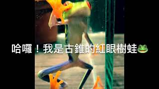 紅眼樹蛙🐸