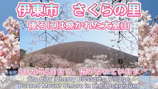 0353【さくらの里】焼かれた大室山の麓へお花見に【3月下旬伊東市】