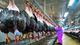 How Millions Of Turkeys Are Raised And Processed For Meat | Food Processing Machine