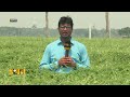 করলায় লাভবান যশোরের কৃষক jessore news ekhon tv