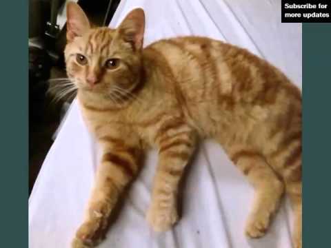 American Shorthair Orange And White | Set Of Cat Breed Pictures American Shorthair Orange And White | Set Of Cat Breed Pictures