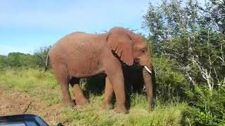 Procession of the Thula Thula herd ❤️🐘❤️