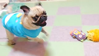 【早すぎて映らないｗ】とある理由でパグ走りが始まりましたが   【パグのぺろ吉pug】