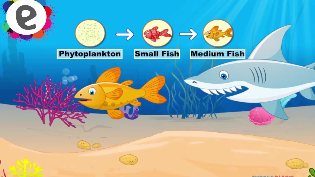 Science Videos Food Chain Kids Second Grade Youtube