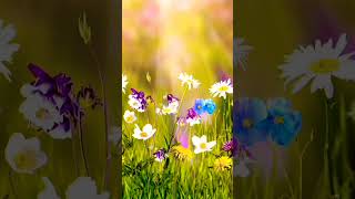 Beautiful flowers. stress relief music. MUSIC FOR SUCCESSFUL LEADERS . plz subscribe.