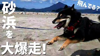 永遠に走り続ける柴犬!ありえない大爆走!柴犬と海キャンプ【黒柴犬】【豆柴】