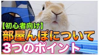 【初心者向け】うさぎの部屋んぽについて重要ポイント3つ