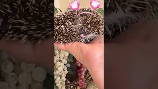 Cute Hedgehog On This Cold Day Sending Love And Hugs 🥰😍 Hedgehog. Ёжик. ハリネズミ. 고슴도치. 刺猬. jeż. Erizo.