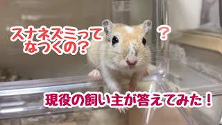 【飼い主が答える】スナネズミってなつくの？