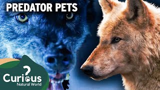 Working With Wolves - The Dark Side Of The Entertainment Industry | Predator Pets