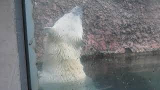 ポロロ　今日も元気です　シロクマ　ポロロ５４７（とくしま動物園）