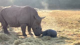 Incredible footage of rhino calf birth