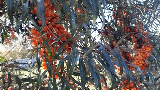 Պատրաստում Ենք Չիչխանի Օշարակ Облепиховый сироп Sea buckthorn syrup