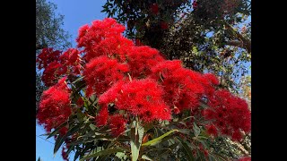 Honeybees love our Red Flowering Eucalyptus (Corymbia ficifolia).