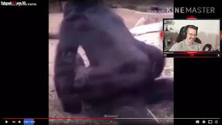 Gamecube Gorilla Jebaited