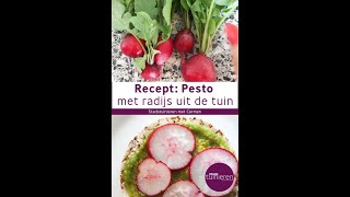 Stadstuinieren - Recept pesto met radijs #moestuin #oogst