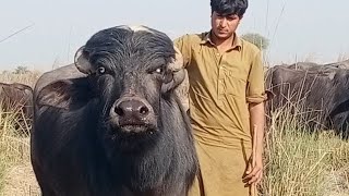 Pure Neeli Bull Pakpattan punjab TV