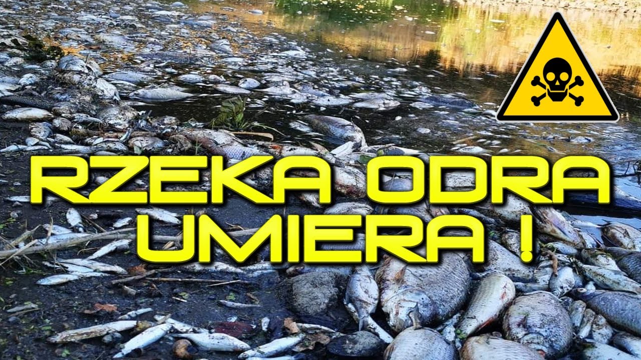 KATASTROFA EKOLOGICZNA Na ODRZE ! RZEKA UMIERA ! - YouTube