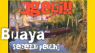 Buaya sebesar perahu