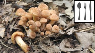 Opieńka bezpierścieniowa (Armillaria tabescens) 18.08.2018 Węgry