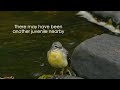 grey wagtail feeding young.