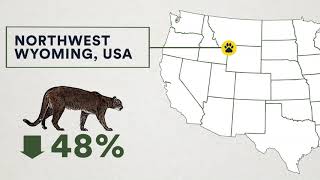 60 Second Science: Pumas and Wolves in Wyoming