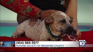 Meet some Broward dogs in need of a 'furever' home!