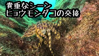 貴重なシーン！ヒョウモンダコの交接[伊豆ダイビング]