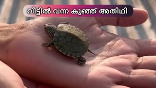 വീട്ടിൽ ഒരു ആമ വന്നു - turtle A turtle came to our home today